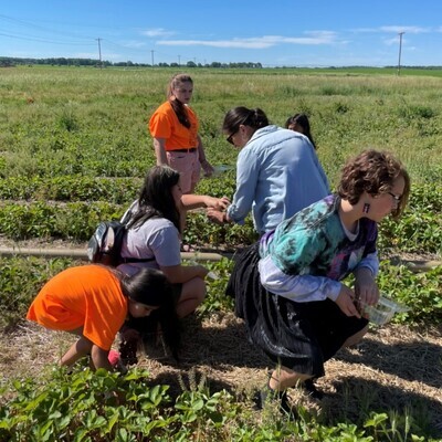 Students picking strawberries in a field